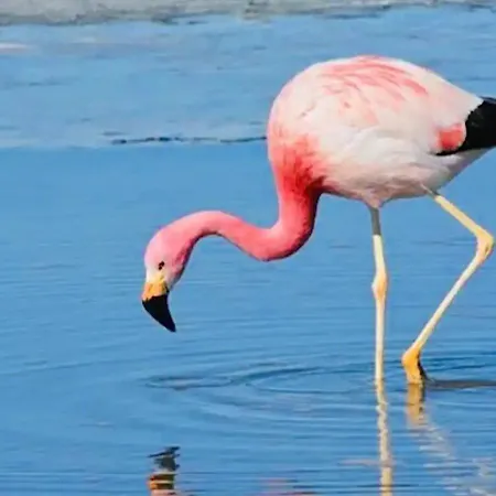 Les Flamants Roses La Capte Clim 4pers 100m Apartment