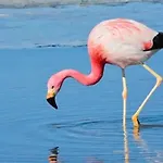Les Flamants Roses La Capte Clim 4pers 100m 아파트